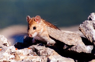 File:Pipikaka le pika-2074.jpg