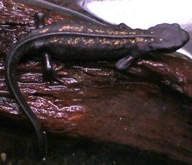 File:Triton à queue d'épée.jpg