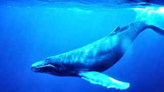 File:Baleine à bosse.jpg