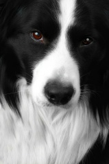 File:Border collie-dog.jpg