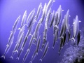 Thumbnail for version as of 17:48, 25 December 2011
