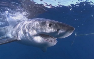 File:Grand requin blanc-Great White Shark-6936.jpg