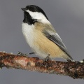 Thumbnail for version as of 20:09, 18 January 2011