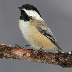 File:Mésange à tête noire.jpg