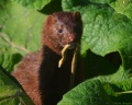 Thumbnail for version as of 14:49, 21 December 2010