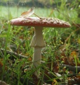 Thumbnail for version as of 09:16, 22 October 2010