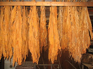 File:Feuilles de tabac séchées-750.jpg