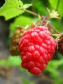 Thumbnail for version as of 12:01, 18 October 2009