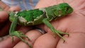 Thumbnail for version as of 06:59, 16 May 2014