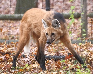 File:Loup à crinière-Maned wolf (Chrysocyon brachyurus).jpg