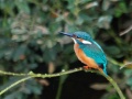 Thumbnail for version as of 14:33, 21 December 2010
