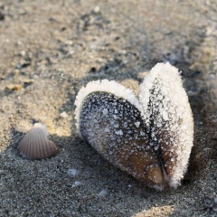 File:Moule glacée-8446.jpg