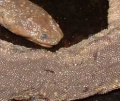 Thumbnail for version as of 02:58, 3 April 2014