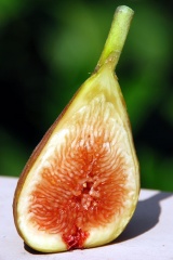 File:Figue-7800.jpg