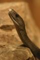 Thumbnail for version as of 17:51, 2 January 2012