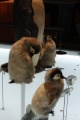 Thumbnail for version as of 15:32, 21 December 2010