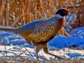 Thumbnail for version as of 19:28, 11 January 2012