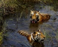 Thumbnail for version as of 17:47, 15 June 2012