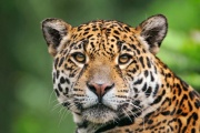 Jaguaress looking at me-364.jpg
