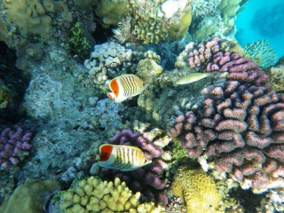 File:Mer Rouge-9329.jpg