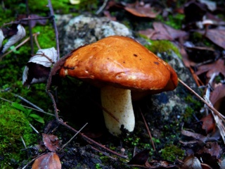 File:TEMPS DE BOLETS-4223.jpg