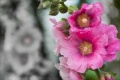 Thumbnail for version as of 12:25, 17 March 2014