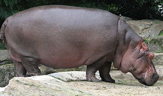 File:Hippopotame-Hippopotamus amphibius.jpg