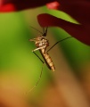 Thumbnail for version as of 23:22, 21 October 2008