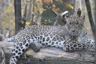 File:Parc des felins 0033-4458.jpg