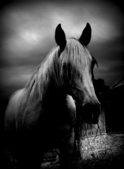 File:537 Last Day Dream 23 White Horse-8837.jpg