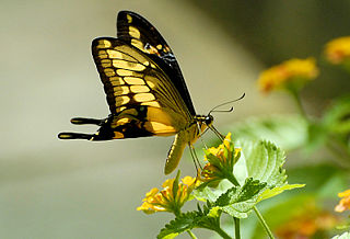File:Butterfly-9708.jpg