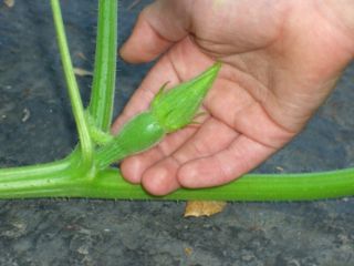 File:Fleur femelle immature de citrouille.jpg