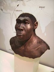File:Homo-erectus.jpg