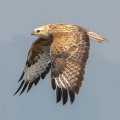 File:Long-legged buzzard - Buse féroce (Buteo rufinus).jpg