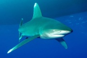 Requin Mako1.jpg