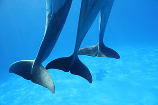 File:La queue des dauphin-789.jpg