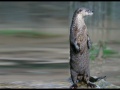 Thumbnail for version as of 15:01, 21 December 2010