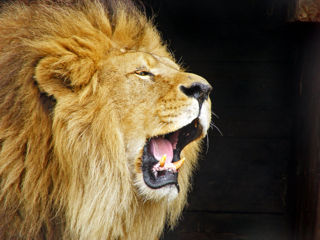File:Rugissement lion-9945.jpg