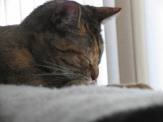 File:Sleeping Mecca-8430.jpg