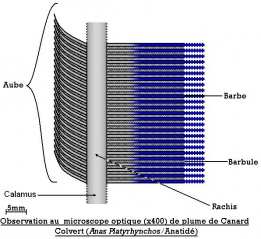 File:Structure détaillée d'une plume.jpg