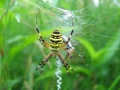 Thumbnail for version as of 15:27, 7 May 2009