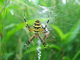 File:Argiope2.jpeg