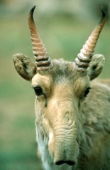 File:Saiga.jpg