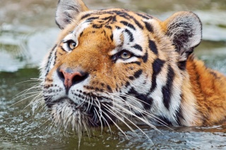 File:Tigre qui nage dans l'eau-2232.jpg