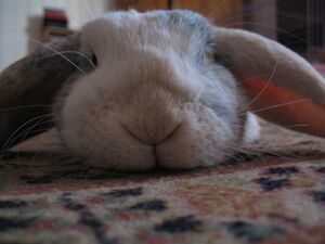Lapin-1769.jpg