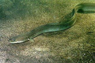 File:Anguille d'Europe (Anguilla anguilla).jpg