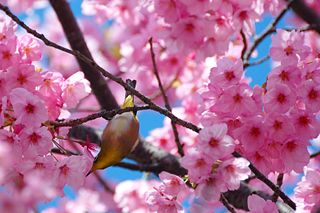 File:Des fleurs....-3039.jpg