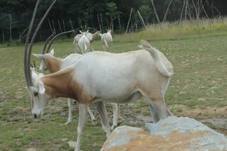 File:Oryx algazelle - Planète sauvage 01.jpg