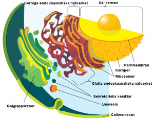 File:Celler.png