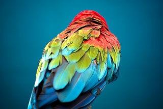 File:Colored Feathers-165.jpg